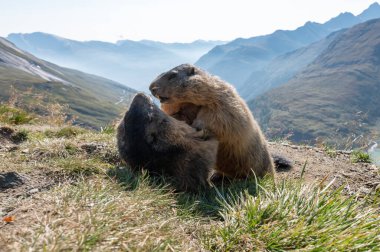 Grossglockner Dağı yakınlarındaki dağlarda oturan dağlık dağ sıçanı Hohe Tauern dağlarındaki Avusturya Alpleri.