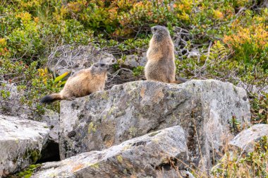 Sonbaharda dağlarda renkli yaban mersinleriyle oturan dağ sıçanı... Hohe Tauern dağlarındaki Avusturyalı alpler...