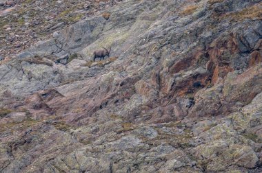 Dağ keçisi kayalıklarda Avustralya Alpleri Hohe Tauern dağlarında