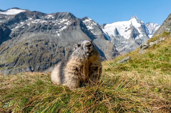 stock image the alpine marmot sitting in the mountains near the Grossglockner mountain in autumnin the Austrian Alps in the Hohe Tauern mountains