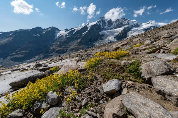 Grossglockner mountain in autumn with lake rocks and yellow flowers in the foregroundin the Austrian Alps in the Hohe Tauern mountains