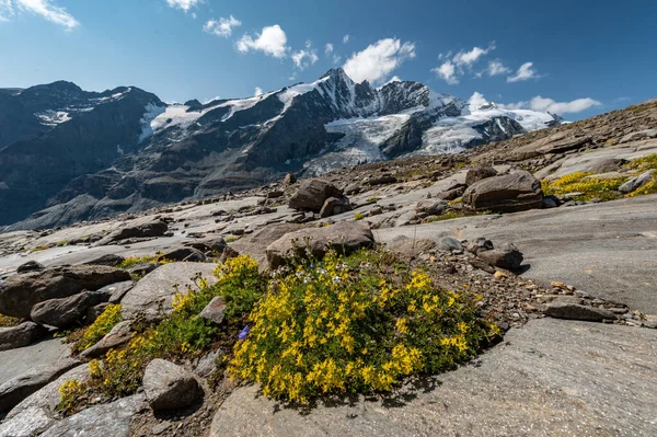 산맥에 오스트리아 알프스산맥의 전경에 바위들 과노란 꽃들이 가을의 로드프 — 스톡 사진