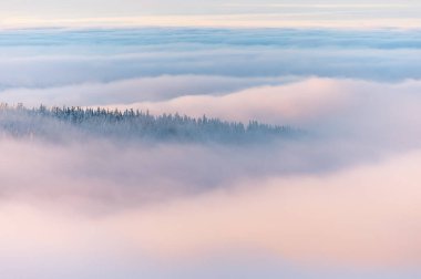 Buzlu taşlı bir dağda kış havası, Çek Cumhuriyeti 'nin Jeseniky dağlarında ters çevrilmiş ladin ağaçları.