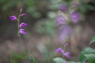 Çek Cumhuriyeti, Moravya 'da yeşil bir geçmişi olan bir ormanın ortasında çiçek açan güzel mor orkide kırmızı helleborin (Cephalanthera rubra).