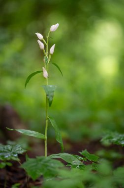 Güzel beyaz orkide Cephalanthera damasonium, Çek Cumhuriyeti 'nin Moravya şehrinde yeşil bir geçmişi olan bir ormanın ortasında açan beyaz helleborin.