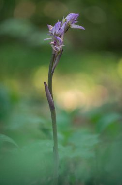 Çek Cumhuriyeti, Moravya 'da yeşil bir geçmişe sahip bir ormanın ortasında çiçek açan güzel menekşe orkidesi Violet Limodore veya Violet kuş yuvası orkidesi (Limodorum abortivum).