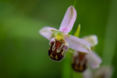 Çek Cumhuriyeti 'nde Moravya' da yeşil bir geçmişi olan bir çayırın ortasında çiçek açan güzel bir orkide (Ophrys apifera).