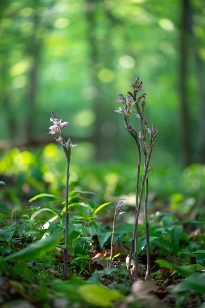 Beautiful violet orchid Violet Limodore or Violet bird\'s-nest orchid (Limodorum abortivum) blooming in the middle of a forest with a green background in Moravia, Czech Republic