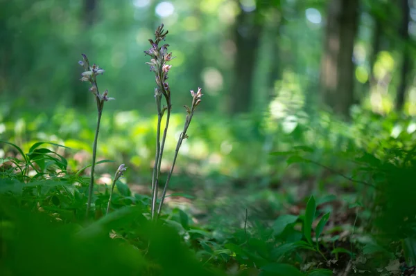Beautiful violet orchid Violet Limodore or Violet bird\'s-nest orchid (Limodorum abortivum) blooming in the middle of a forest with a green background in Moravia, Czech Republic
