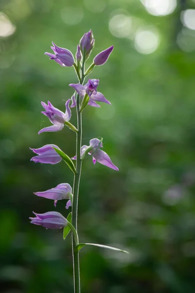 Beautiful Purple Orchid Red Helleborine Cephalanthera Rubra Blooming Middle Forest — Stock Photo, Image