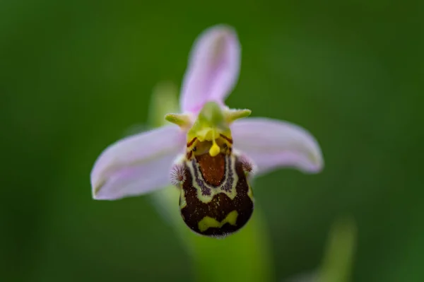 stock image Beautiful orchid the bee orchid (Ophrys apifera) blooming in the middle of a meadow with a green background in Moravia in the Czech Republic