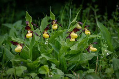 Çok nadir ve nesli tükenmekte olan güzel bir orkide. Çek Cumhuriyeti, Moravya 'da yeşil bir geçmişi olan yaprak döken bir ormanın ortasında kaygan bir orkide çiçeği.