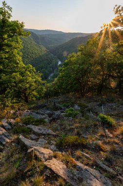 Çek Cumhuriyeti 'nin Moravya kentindeki Podyj çayır Ulusal Parkı' nda dolambaçlı nehir, sis ormanı ve günbatımı manzarası