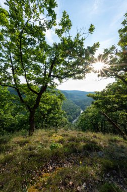 Çek Cumhuriyeti 'nin Moravya kentindeki Podyj çayır Ulusal Parkı' nda dolambaçlı nehir, sis ormanı ve günbatımı manzarası