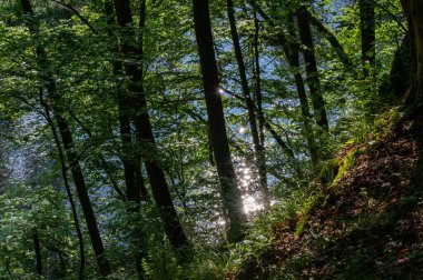 Çek Cumhuriyeti 'nin Moravya kentindeki Podyj çayır Ulusal Parkı' nda dolambaçlı nehir, sis ormanı ve günbatımı manzarası