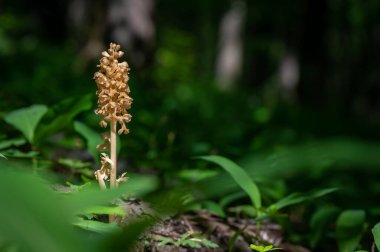Çek Cumhuriyeti, Moravya 'da yeşil bir geçmişi olan bir çayırda nadir bulunan güzel bir orkide.