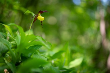 Çok nadir ve nesli tükenmekte olan güzel bir orkide. Çek Cumhuriyeti, Moravya 'da yeşil bir geçmişi olan yaprak döken bir ormanın ortasında kaygan bir orkide çiçeği.