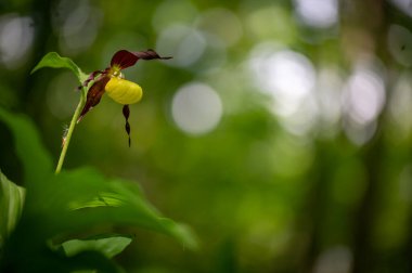 Çok nadir ve nesli tükenmekte olan güzel bir orkide. Çek Cumhuriyeti, Moravya 'da yeşil bir geçmişi olan yaprak döken bir ormanın ortasında kaygan bir orkide çiçeği.