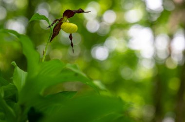 Çok nadir ve nesli tükenmekte olan güzel bir orkide. Çek Cumhuriyeti, Moravya 'da yeşil bir geçmişi olan yaprak döken bir ormanın ortasında kaygan bir orkide çiçeği.