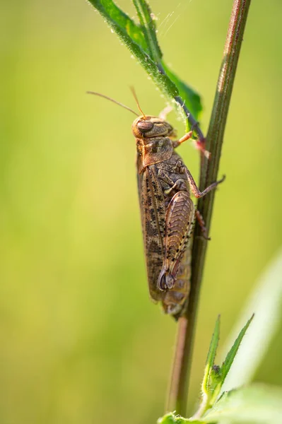 stock image brown grasshopper insect sitting on the grass in the middle of a meadow with a green background in Moravia in the Czech Republic