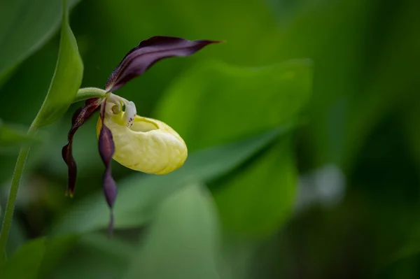 Gyönyörű Nagyon Ritka Veszélyeztetett Orchidea Csúszós Orchideás Hölgy Virágzik Egy — Stock Fotó
