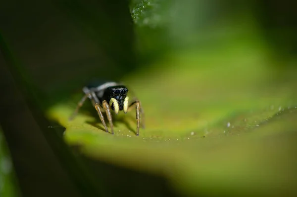 捷克共和国 莫拉维亚 一只美丽的稀有跳跃蜘蛛 绿色背景在草地上 — 图库照片