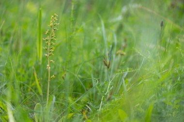 Çek Cumhuriyeti 'nde Moravya' da bir ormanın ortasında korunan güzel bir listera ovata orkidesi.