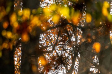 Çek Cumhuriyeti 'nde sonbahar akçaağaç yaprakları sisli ve güneşin doğduğu bir tarlada, arka planda donla birlikte ayrılıyor