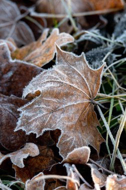 Çek Cumhuriyeti 'nde sonbahar akçaağaç yaprakları sisli ve güneşin doğduğu bir tarlada, arka planda donla birlikte ayrılıyor
