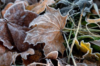 Çek Cumhuriyeti 'nde sonbahar akçaağaç yaprakları sisli ve güneşin doğduğu bir tarlada, arka planda donla birlikte ayrılıyor