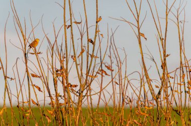 Çek Cumhuriyeti 'ndeki şubelerde kiraz kuşu