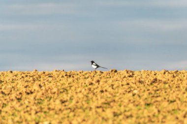 Çek Cumhuriyeti 'nde bir tarlada saksağan