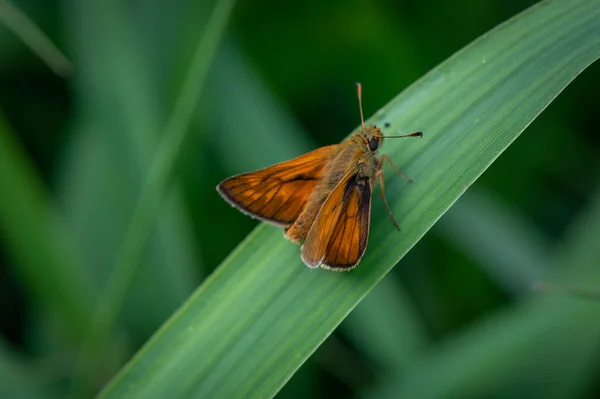 Brown Butterfly Blade Grass Meadow Moravia Czech Republic — Stock Photo, Image