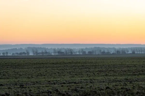 Jesienne Drzewa Polu Mgle Wschodzie Słońca Republice Czeskiej — Zdjęcie stockowe