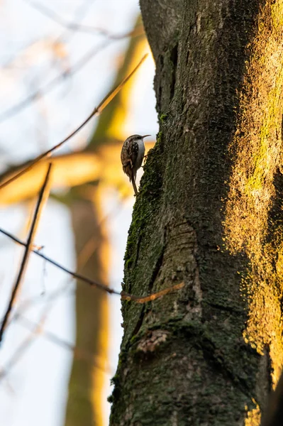Bird Animal Woodpecker Tit Climbing Sitting Tree Czech Republic — Stockfoto