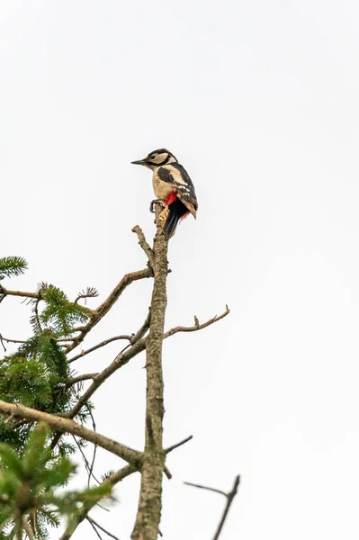 Bird Animal Woodpecker Tit Climbing Sitting Tree Czech Republic — Fotografia de Stock