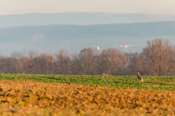 秋にチェコ共和国の野原で — ストック写真