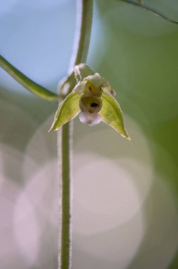 Çek Cumhuriyeti 'nde Moravya' da bir ormanın ortasında korunan güzel bir Epipactis orkidesi.