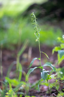 Çek Cumhuriyeti 'nde Moravya' da bir ormanın ortasında korunan güzel bir Epipactis orkidesi.