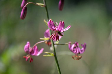 Çek Cumhuriyeti 'nde Moravya' da bir ormanın ortasında korunan güzel mor bir çiçek olan Lilium Martagon.