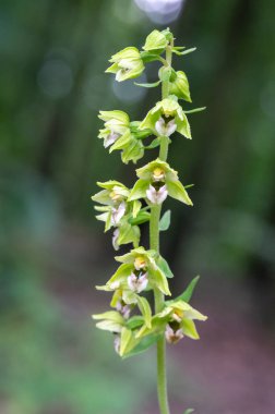 Çek Cumhuriyeti 'nde Moravya' da bir ormanın ortasında korunan güzel bir Epipactis orkidesi.