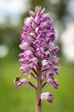 Askeri orkide (Orchis militaris), yeşil çayır beyaz karpatya czech cumhuriyetindeki mor renkli bir çiçeğin yakın planında çiçek açan bir orkidenin yakın plan fotoğrafı.