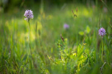 Güzel pembe orkide Neotinea tridentata Çek Cumhuriyeti 'nde Moravya' da bir çayırda korunuyor.