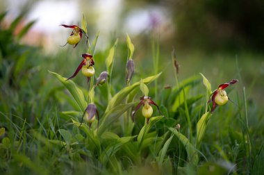 Çok nadir ve nesli tükenmekte olan güzel bir orkide. Çek Cumhuriyeti, Moravya 'da yeşil bir geçmişi olan yaprak döken bir ormanın ortasında kaygan bir orkide çiçeği.