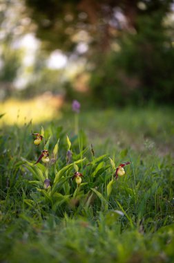 Çok nadir ve nesli tükenmekte olan güzel bir orkide. Çek Cumhuriyeti, Moravya 'da yeşil bir geçmişi olan yaprak döken bir ormanın ortasında kaygan bir orkide çiçeği.