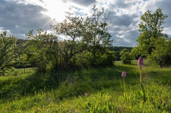 蘭軍国主義 緑の草原の紫色の花のクローズアップで咲く蘭の花のクローズアップ写真白いカルパチア チェコ共和国 — ストック写真