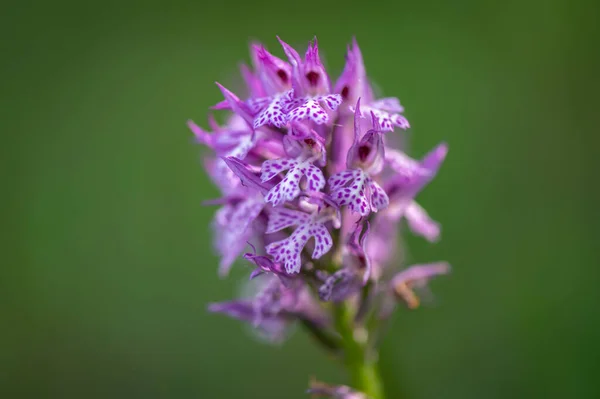 stock image Beautiful pink orchid Neotinea tridentata protected on a meadow in Moravia in the Czech Republic