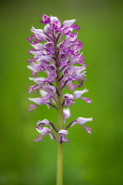 Askeri orkide (Orchis militaris), yeşil çayır beyaz karpatya czech cumhuriyetindeki mor renkli bir çiçeğin yakın planında çiçek açan bir orkidenin yakın plan fotoğrafı.