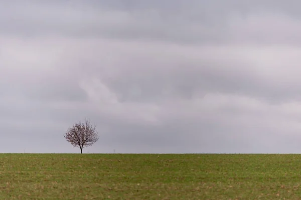 Drzewo Polu Mgły Rano Republice Czeskiej — Zdjęcie stockowe