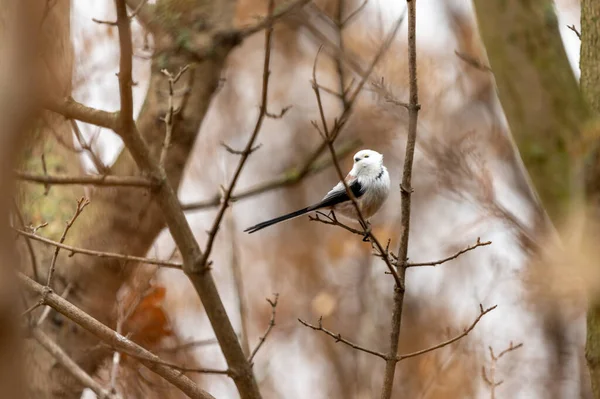 チェコ共和国の木の枝に小さな青い鳥 — ストック写真